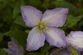 Clematis Blekitny Aniol IMG_6539 Powojnik